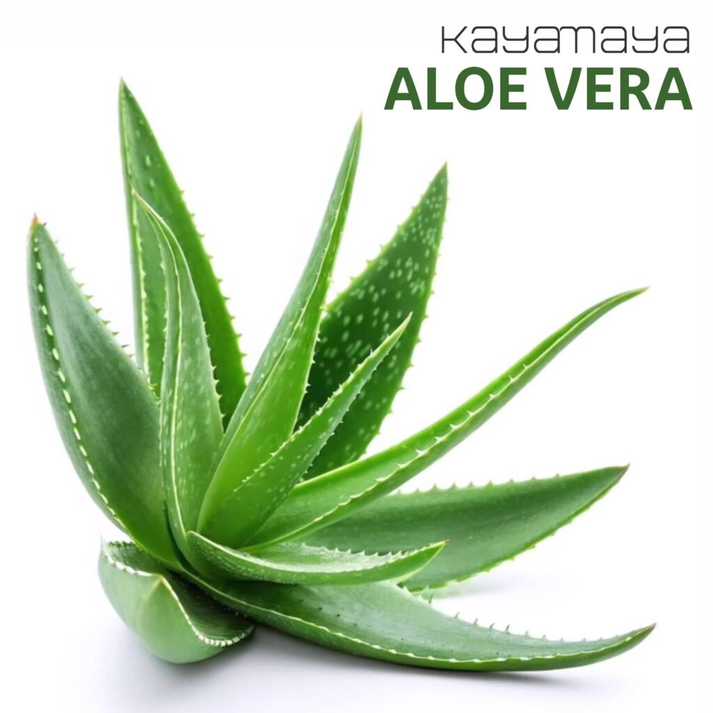 ALOE VERA
