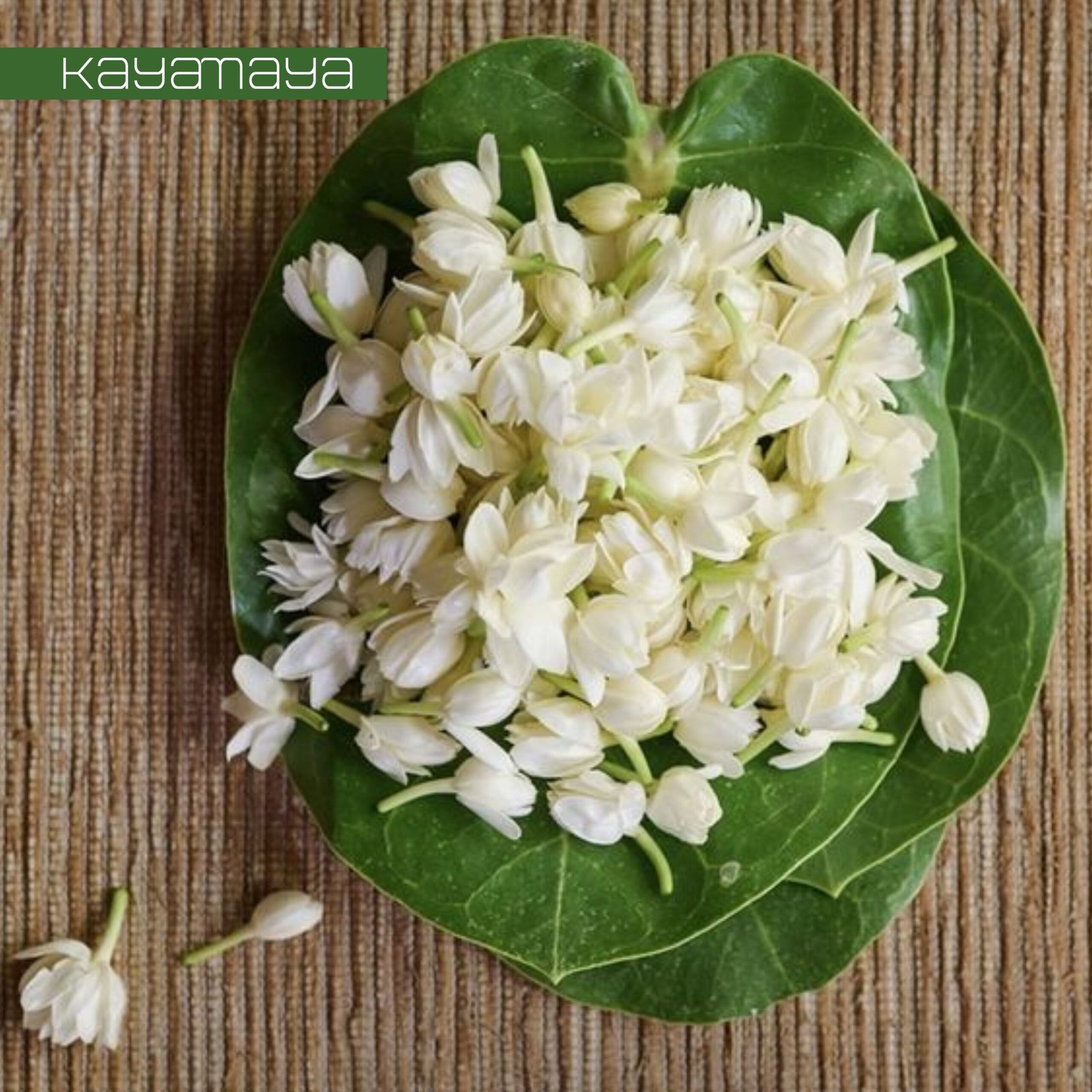 MOGRA (JASMINE)