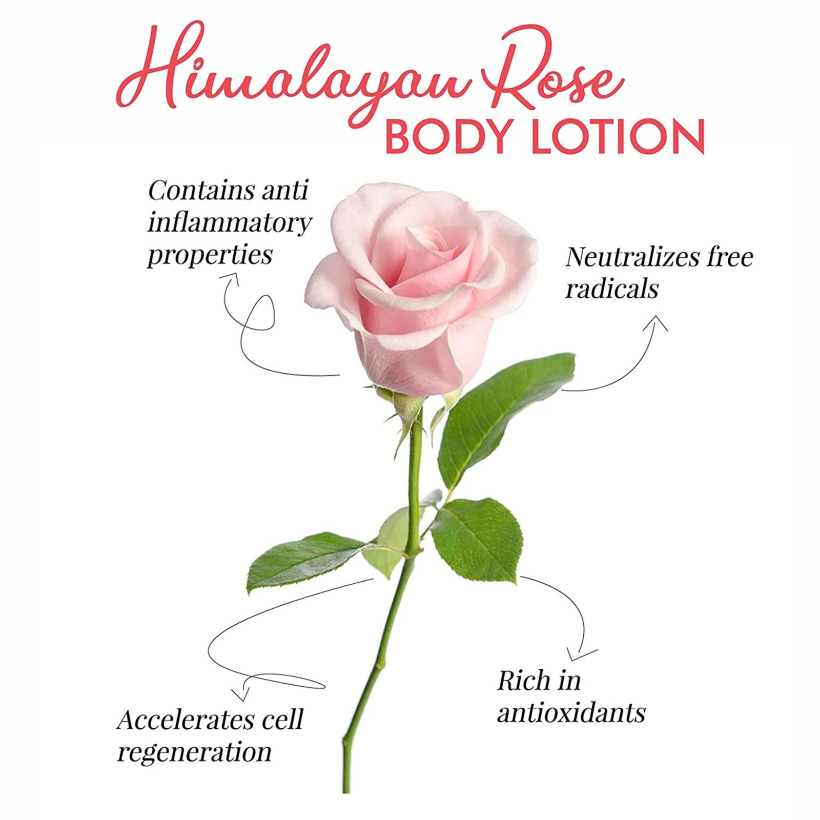 Kayamaya Himalayan Rose Body Lotion - 300ml | Natural Toning & Hydrating Lotion with Rose Water, Beetroot Extract & Hyaluronic Acid for All Skin Types | Paraben & Sulphate Free, Dermatologically Tested - Image 2